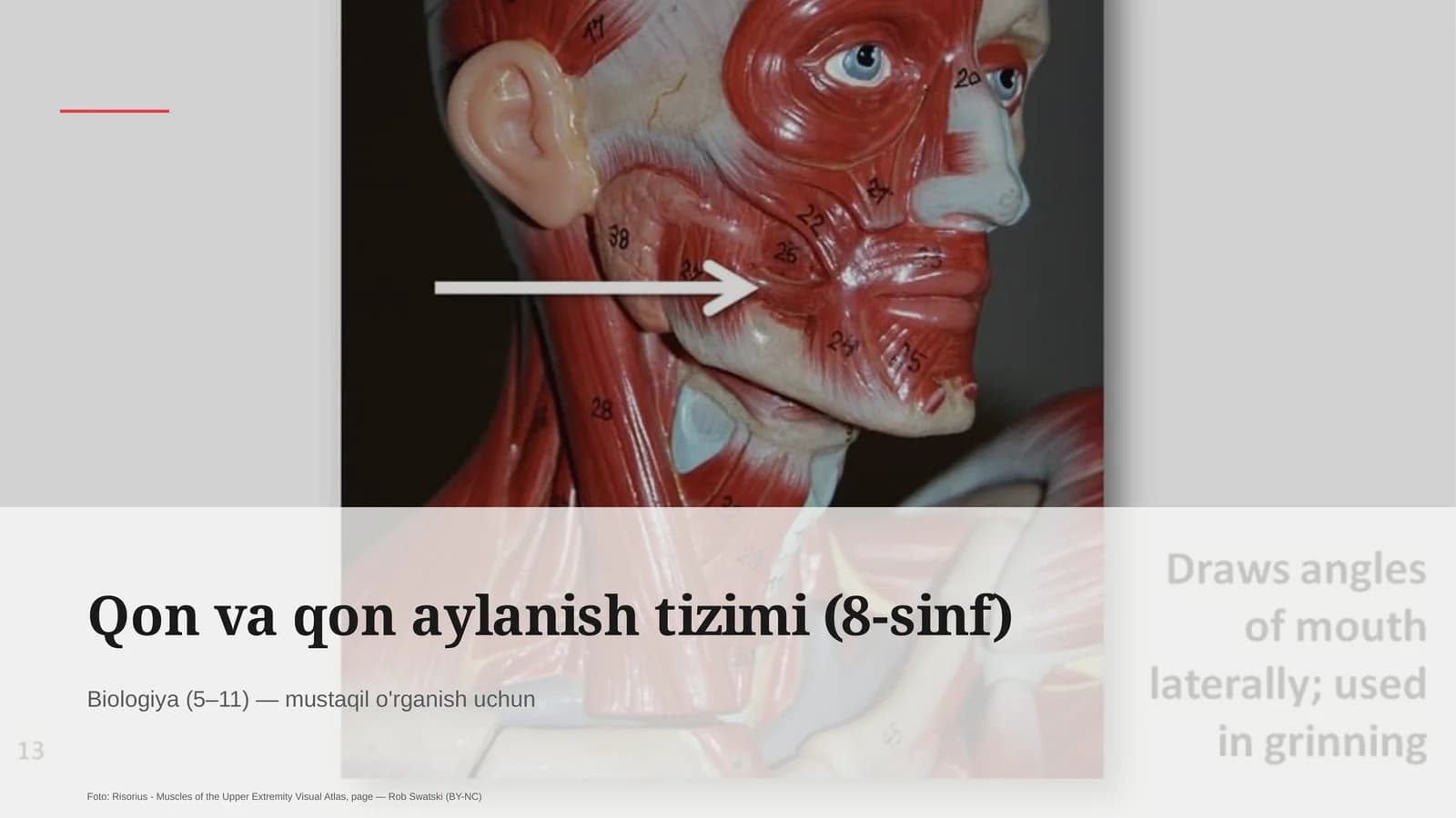 Qon va qon aylanish tizimi (8-sinf)