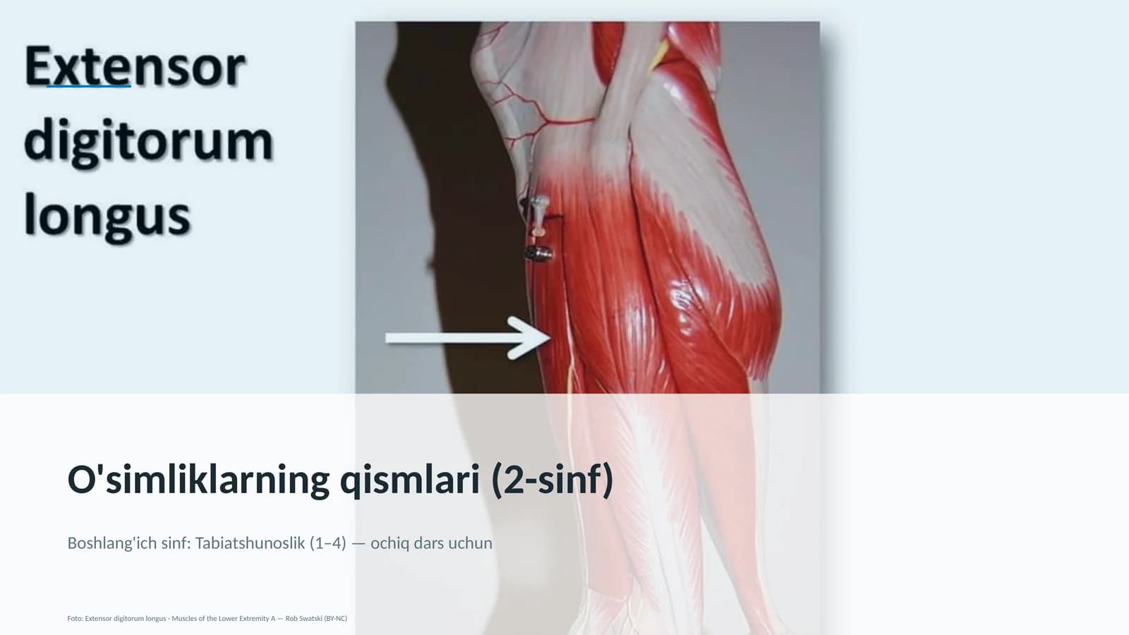 O'simliklarning qismlari (2-sinf)
