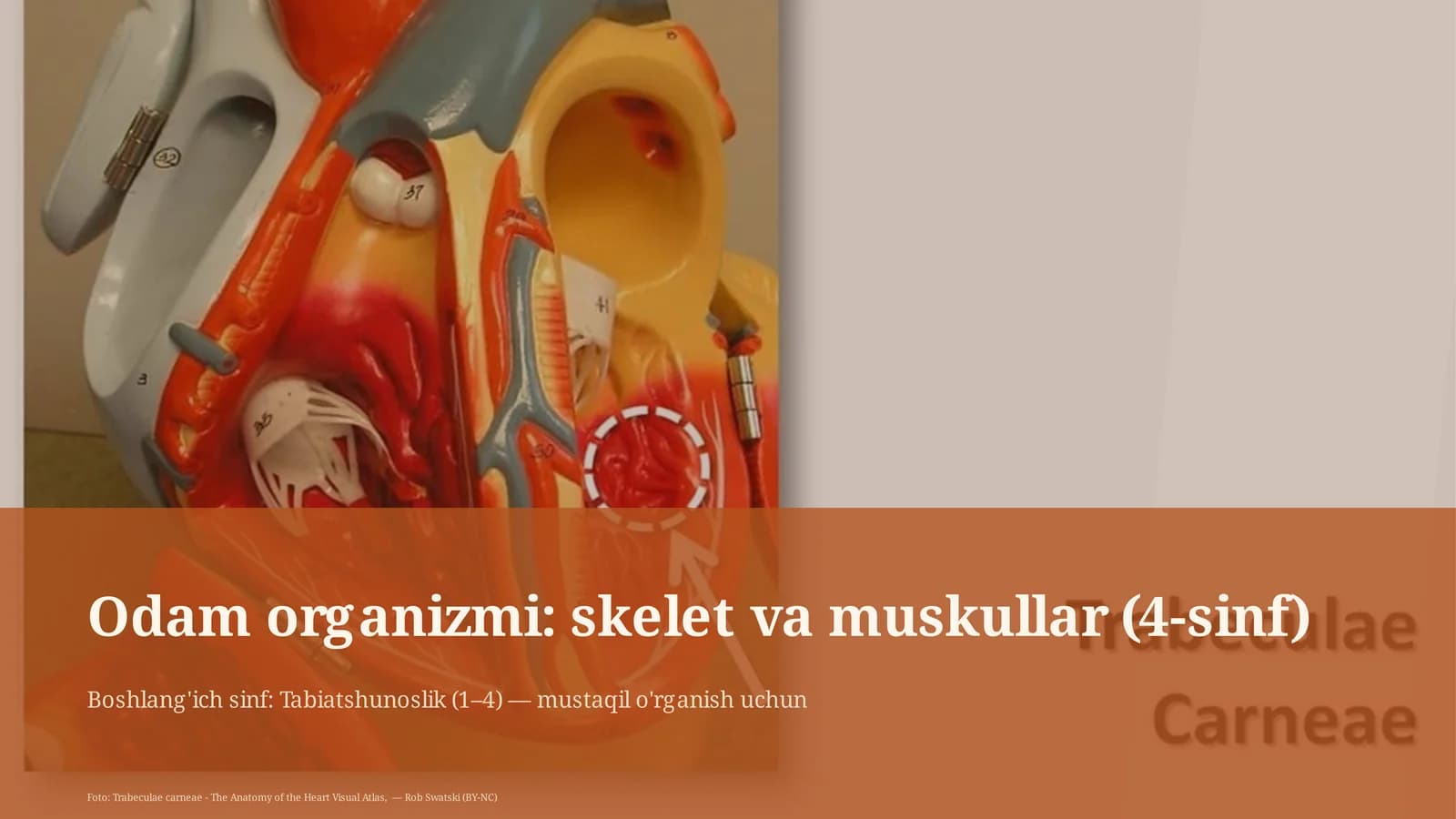 Odam organizmi: skelet va muskullar (4-sinf)