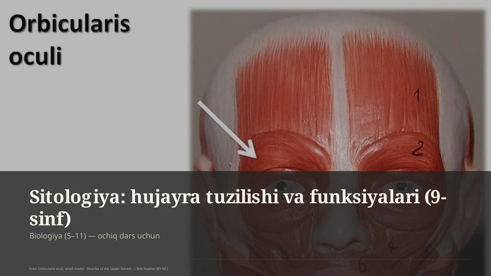 Sitologiya: hujayra tuzilishi va funksiyalari (9-sinf)