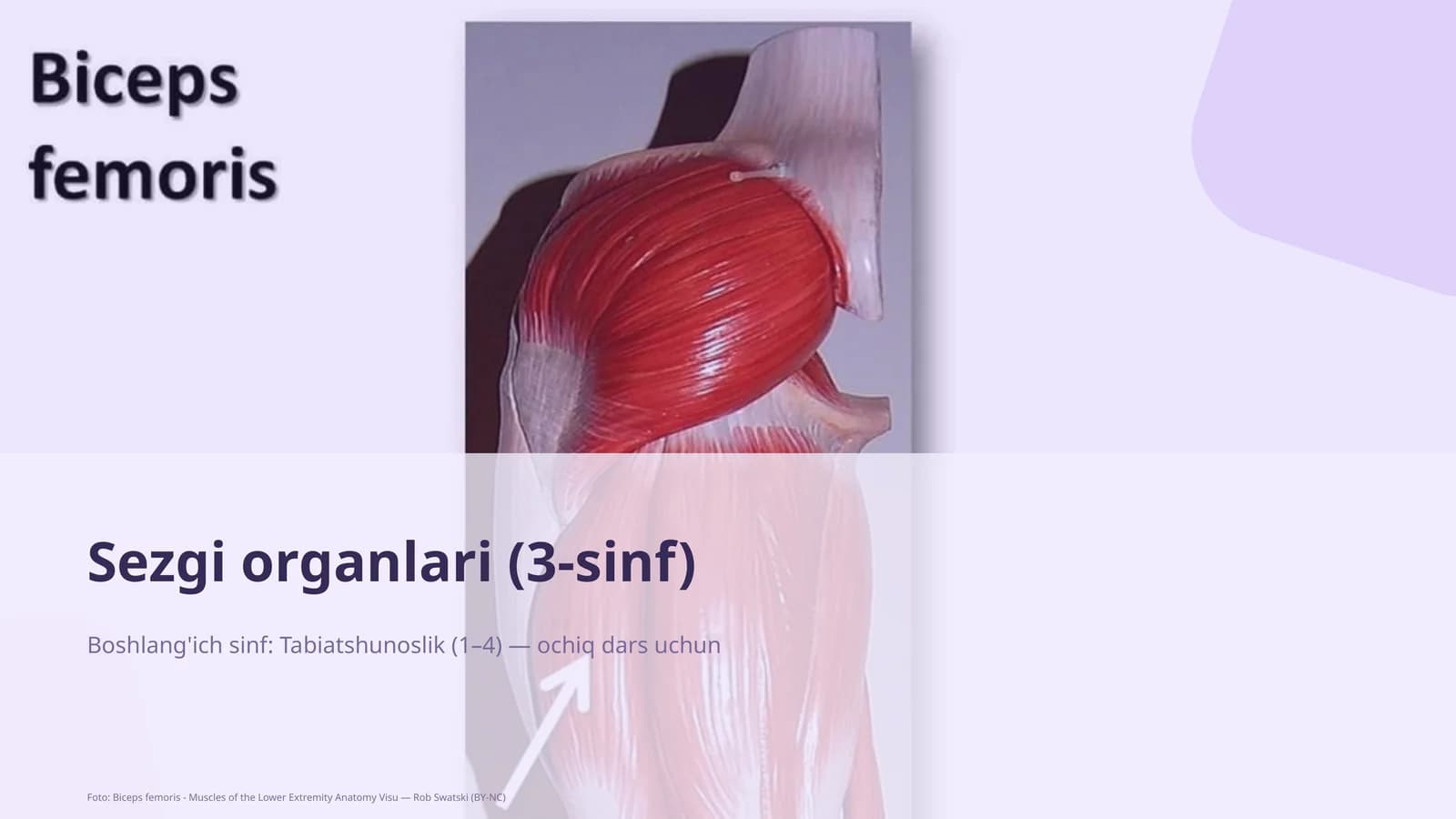 Sezgi organlari (3-sinf)