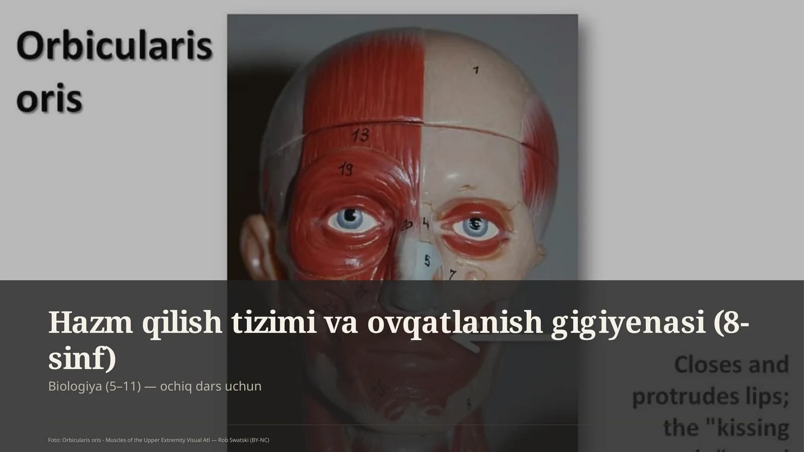 Hazm qilish tizimi va ovqatlanish gigiyenasi (8-sinf)