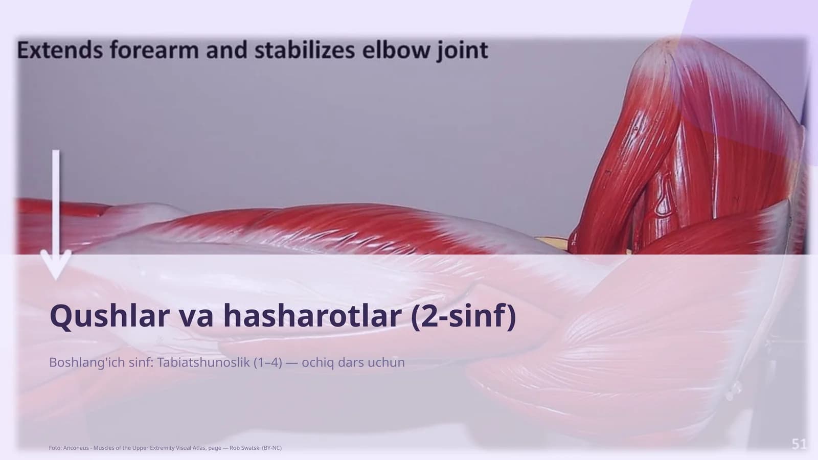Qushlar va hasharotlar (2-sinf)