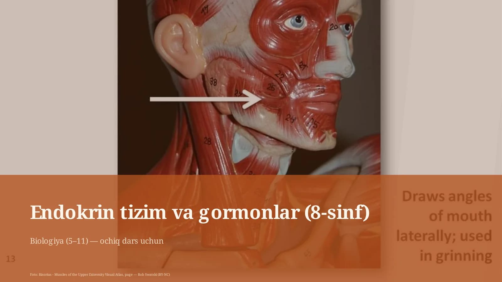 Endokrin tizim va gormonlar (8-sinf)