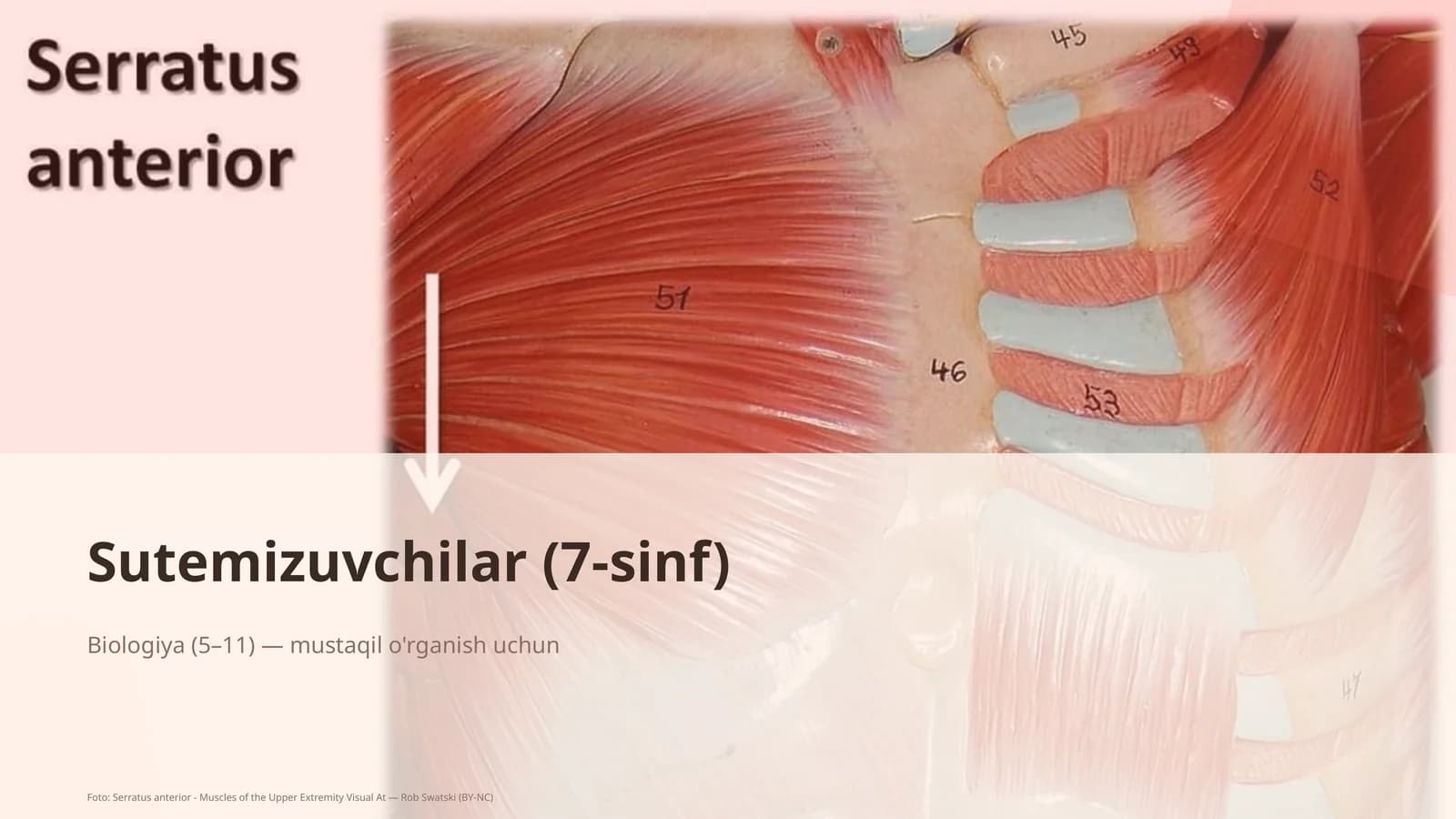 Sutemizuvchilar (7-sinf)
