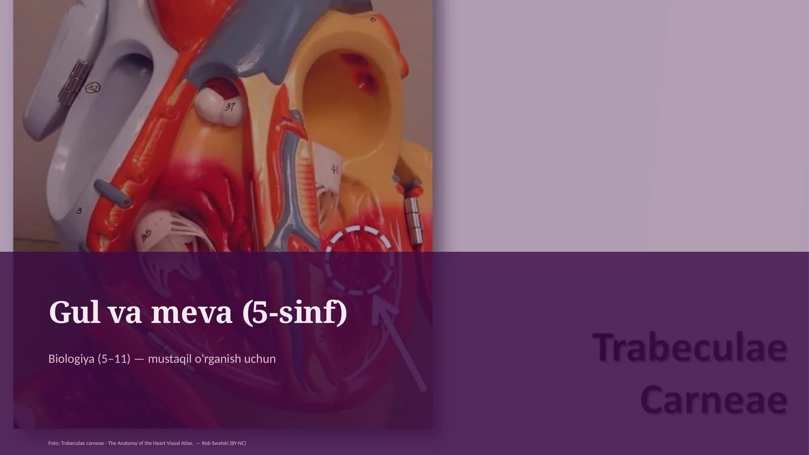 Gul va meva (5-sinf)