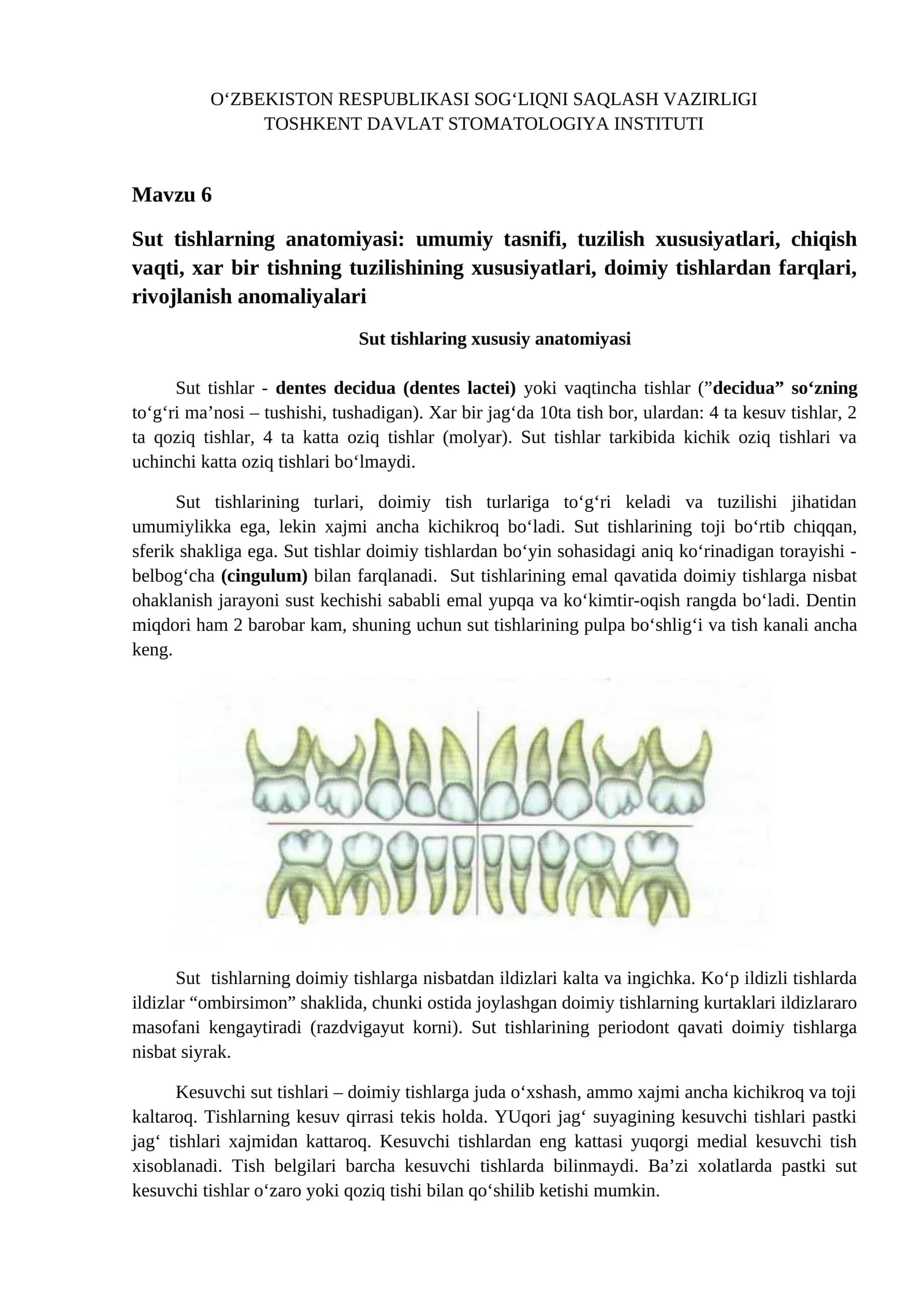 Sut tishlarning anatomiyasi