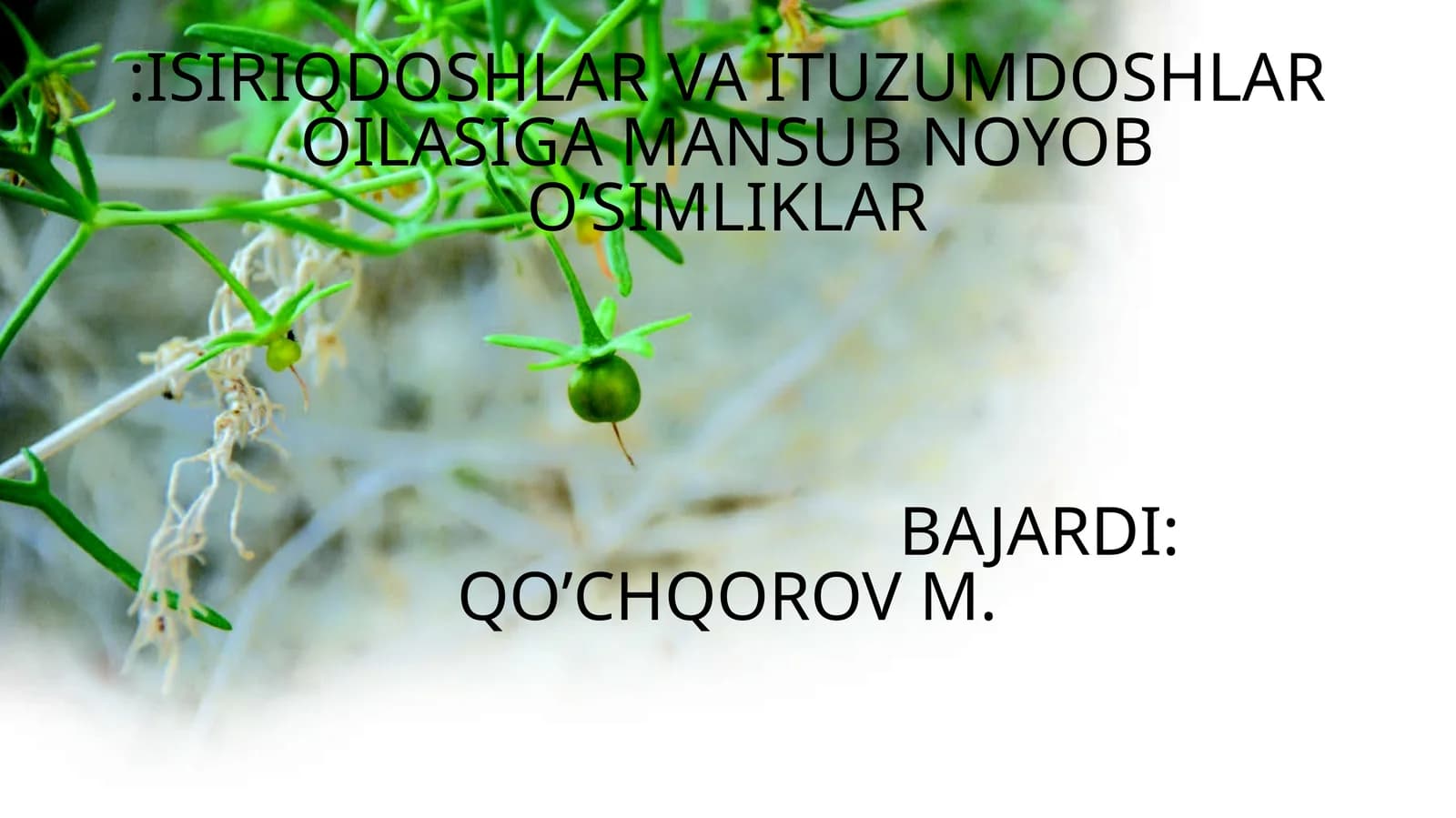 Мягкоплодник критмолистный/Malacocarpus crithmifolius