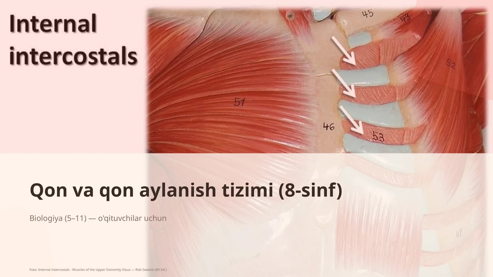 Qon va qon aylanish tizimi (8-sinf)