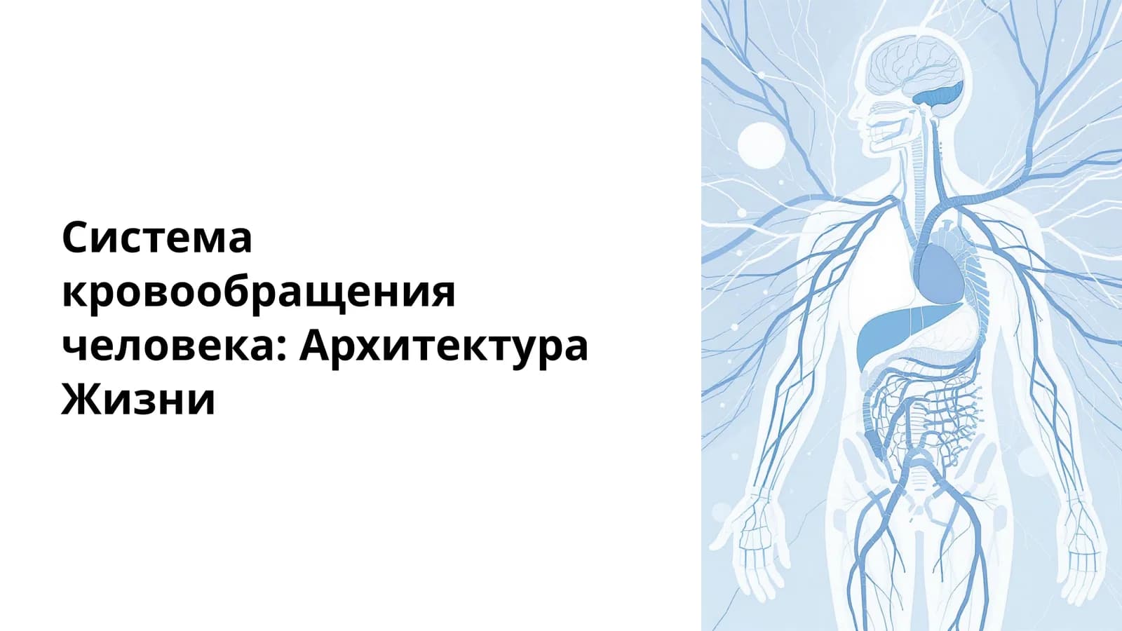 Система кровообращения человека: Архитектура Жизни