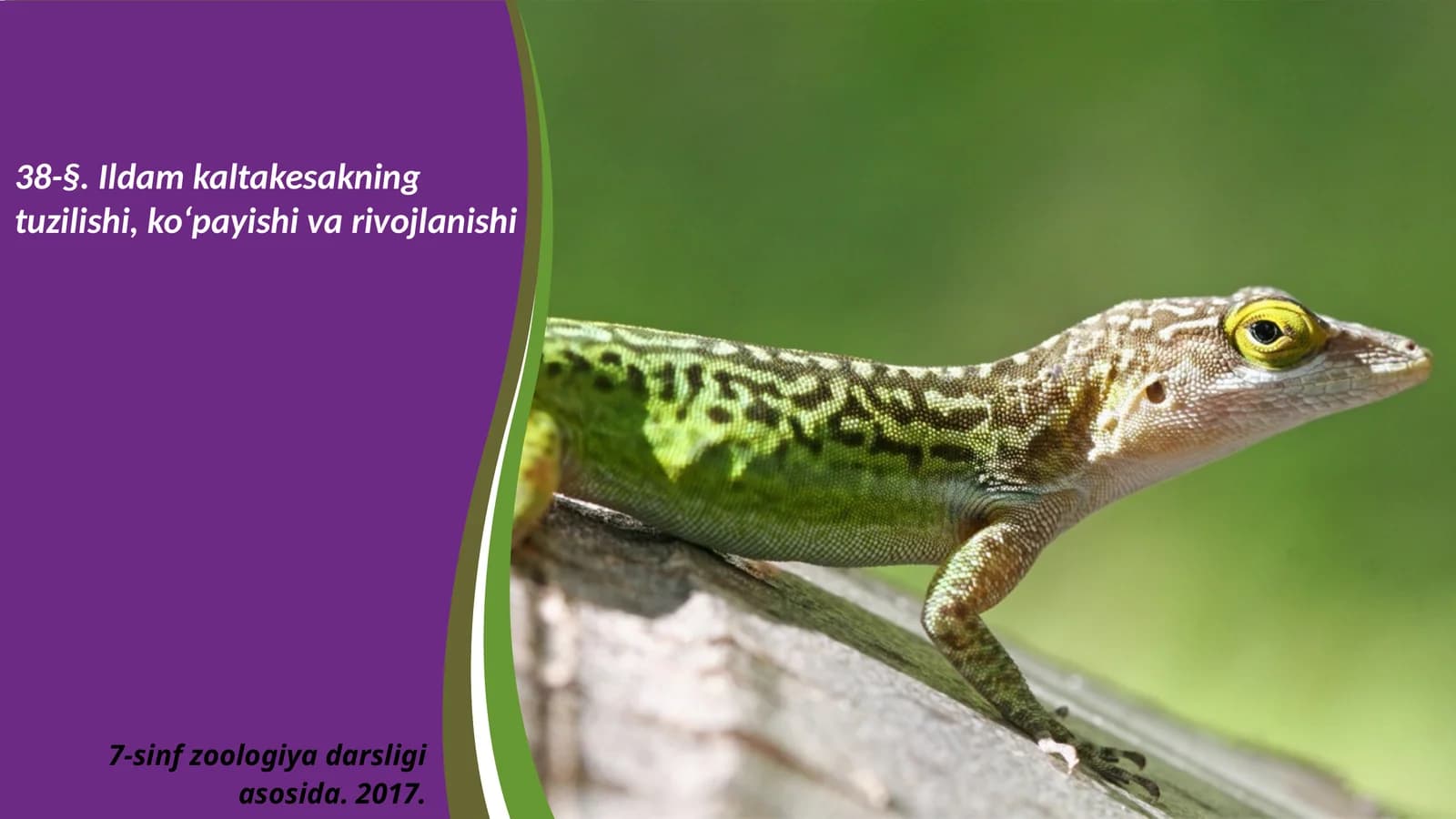 7-sinf Zoologiya 'Ildam kaltakesakning tuzilishi, ko'payishi va rivojlanishi' ko'rgazma