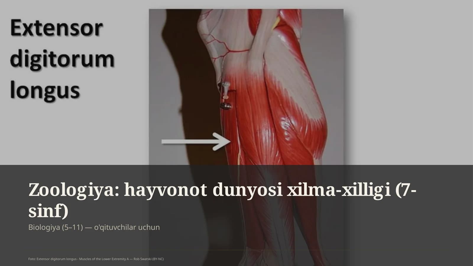 Zoologiya: hayvonot dunyosi xilma-xilligi (7-sinf)