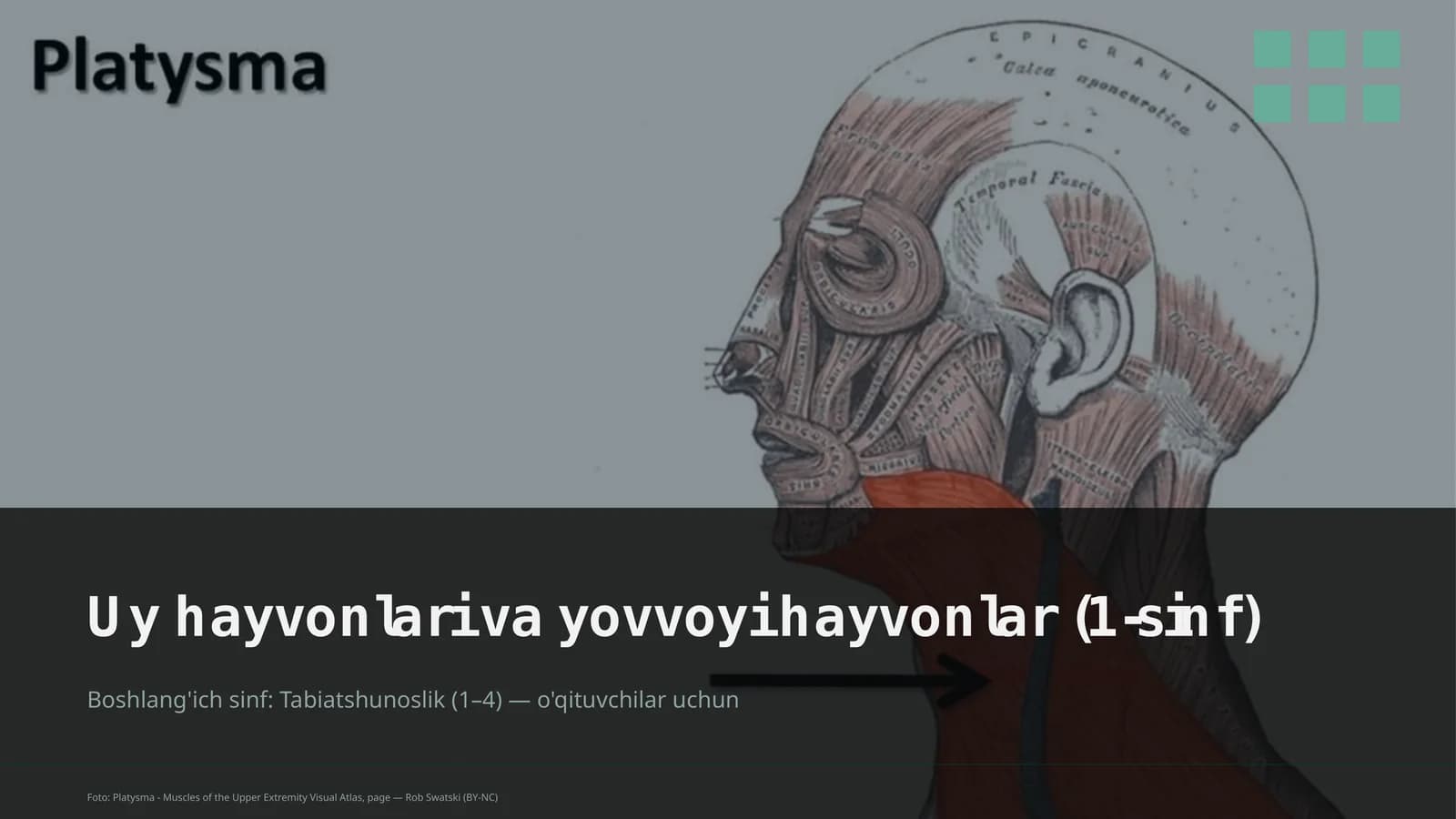 Uy hayvonlari va yovvoyi hayvonlar (1-sinf)