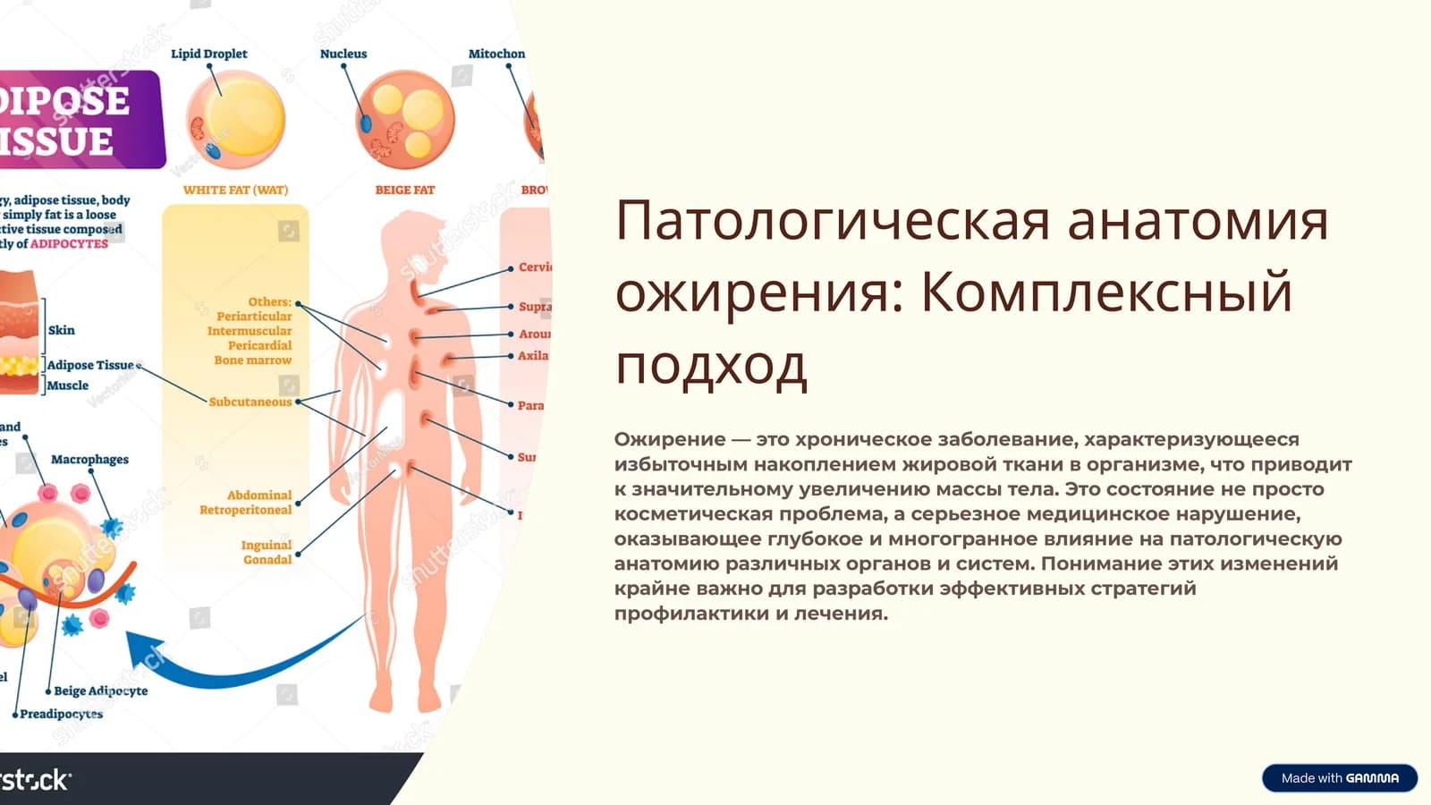 Патологическая анатомия ожирения: Комплексный подход