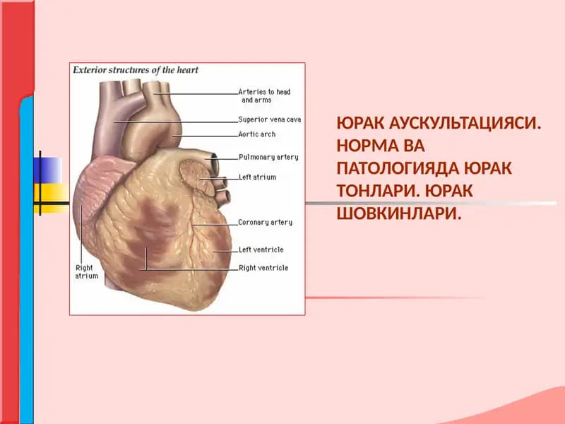 ЮРАК АУСКУЛЬТАЦИЯСИ