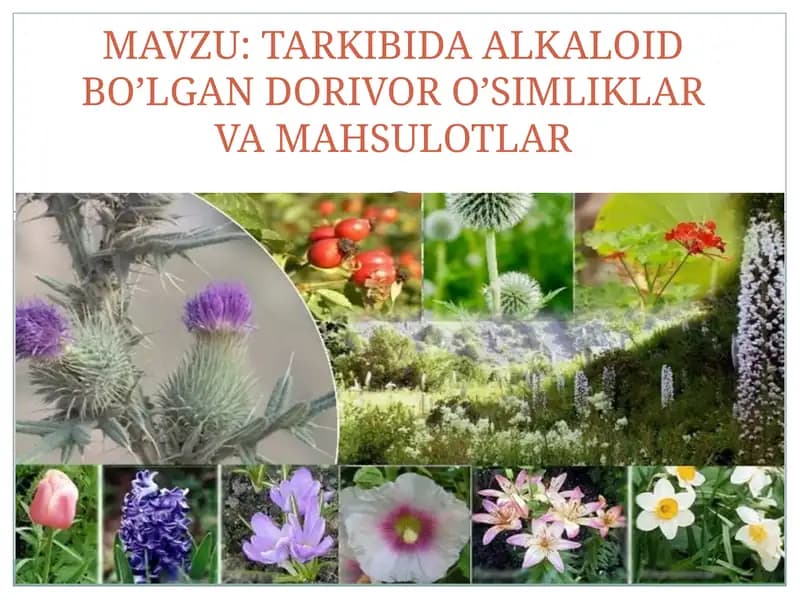 ALKALOIDLAR HAQIDA QISQACHA