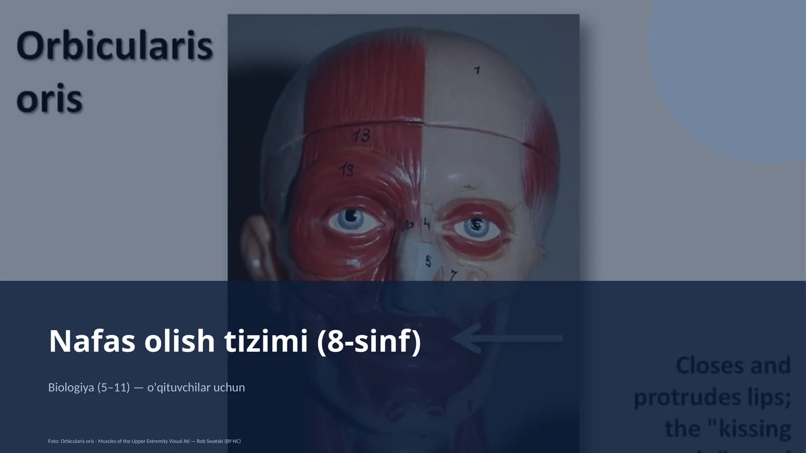 Nafas olish tizimi (8-sinf)