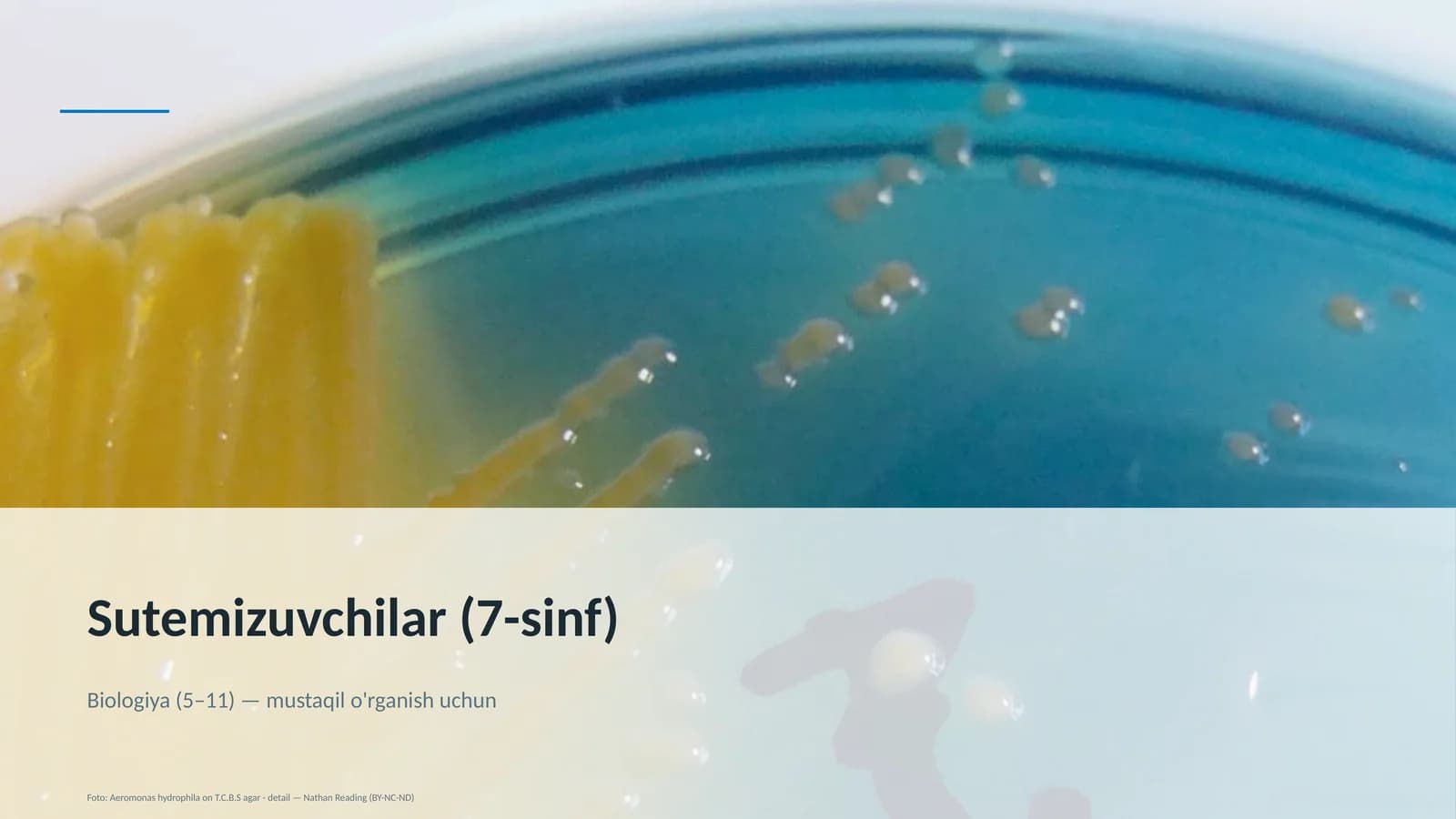 Sutemizuvchilar (7-sinf)