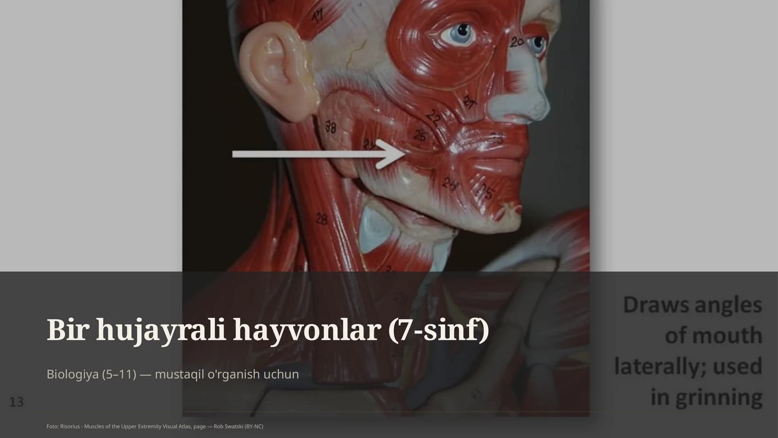 Bir hujayrali hayvonlar (7-sinf)