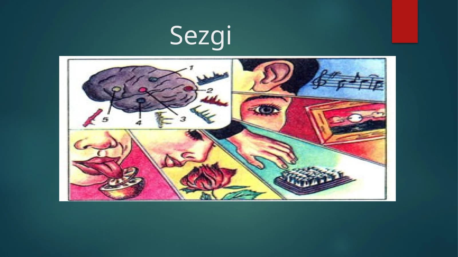 Sezgi