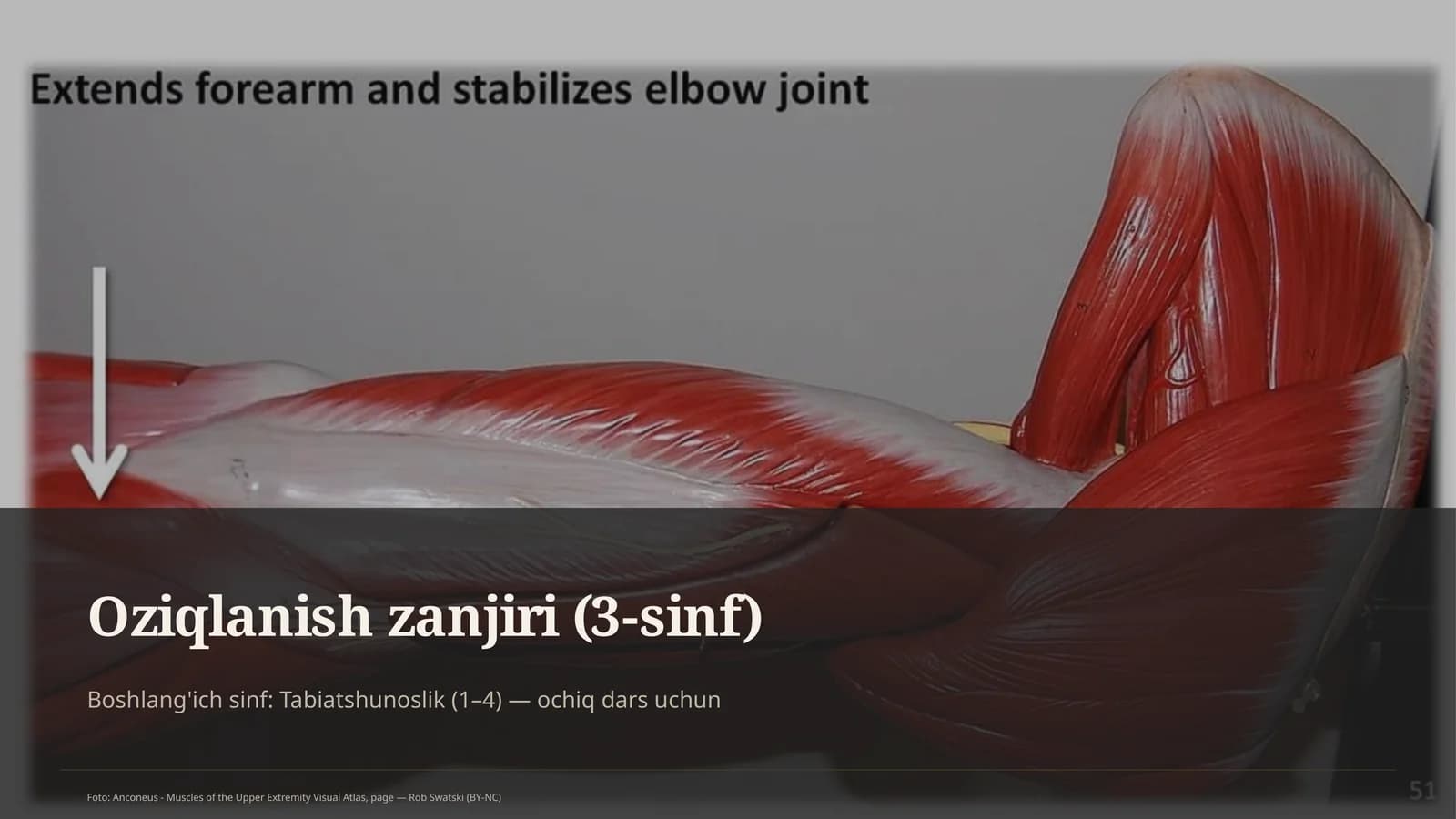 Oziqlanish zanjiri (3-sinf)