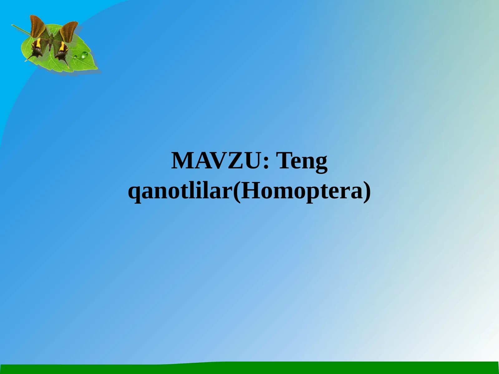 Teng qanotlilar(Homoptera)
