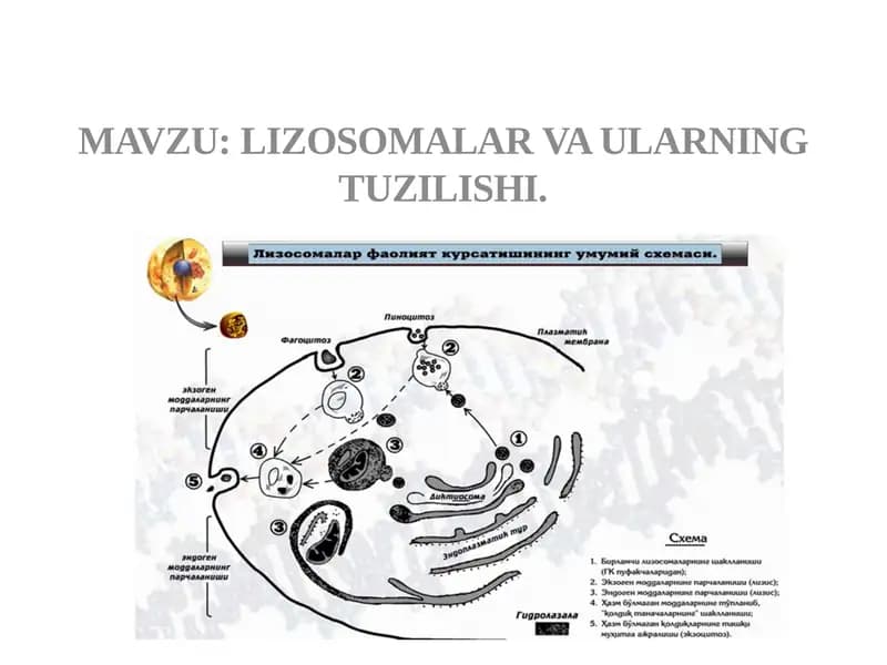 Lizosomalar va ulning tuzilishi