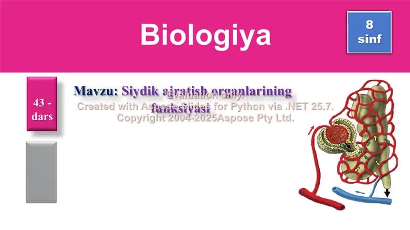 Siydik Ajratish Organlarining Funksiyasi