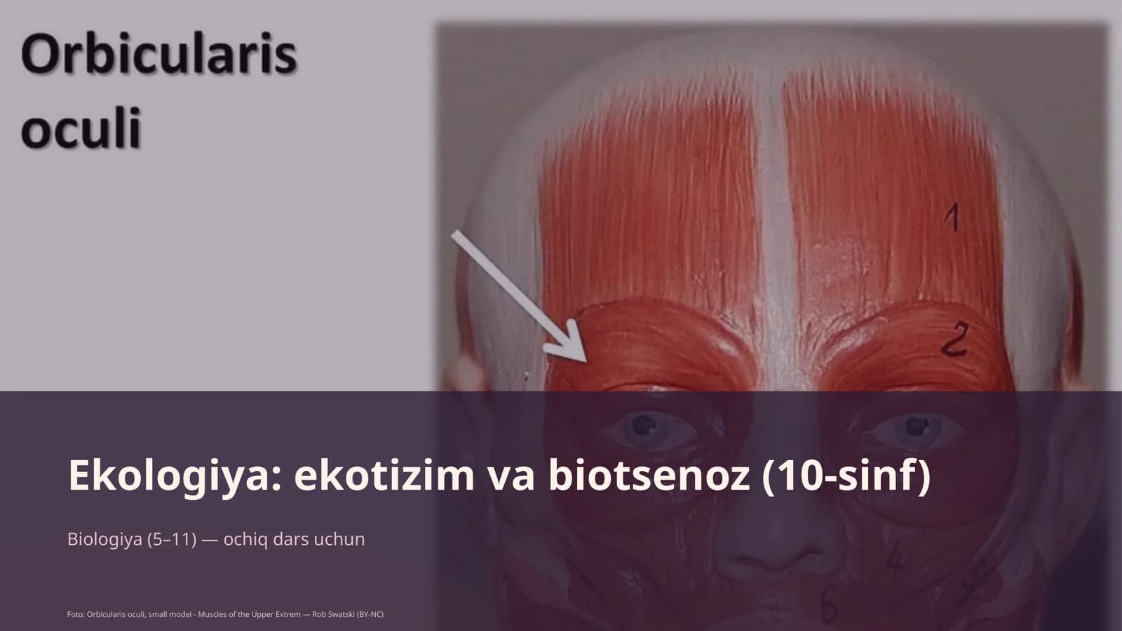 Ekologiya: ekotizim va biotsenoz (10-sinf)