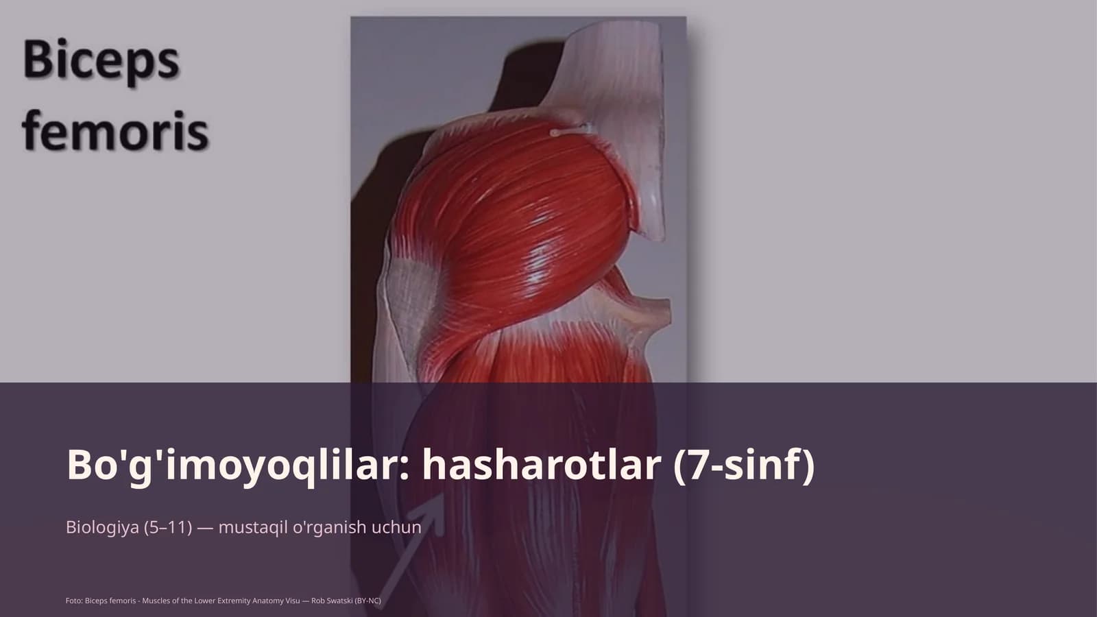 Bo'g'imoyoqlilar: hasharotlar (7-sinf)