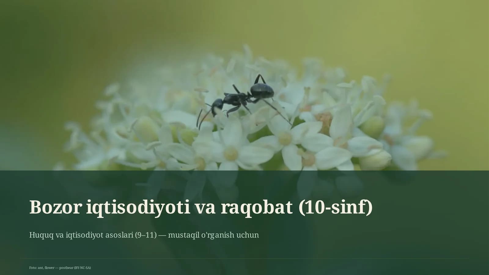 Bozor iqtisodiyoti va raqobat (10-sinf)