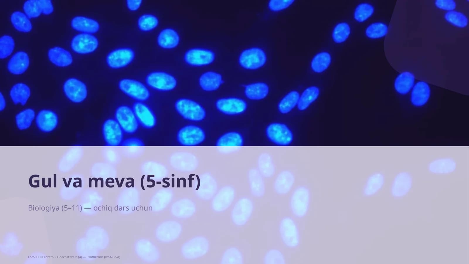 Gul va meva (5-sinf)