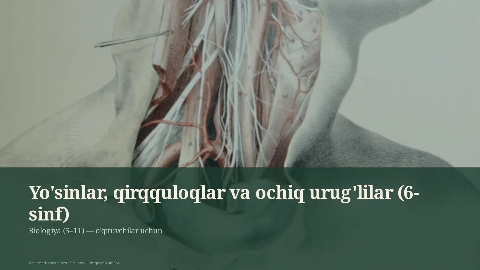Yo'sinlar, qirqquloqlar va ochiq urug'lilar (6-sinf)