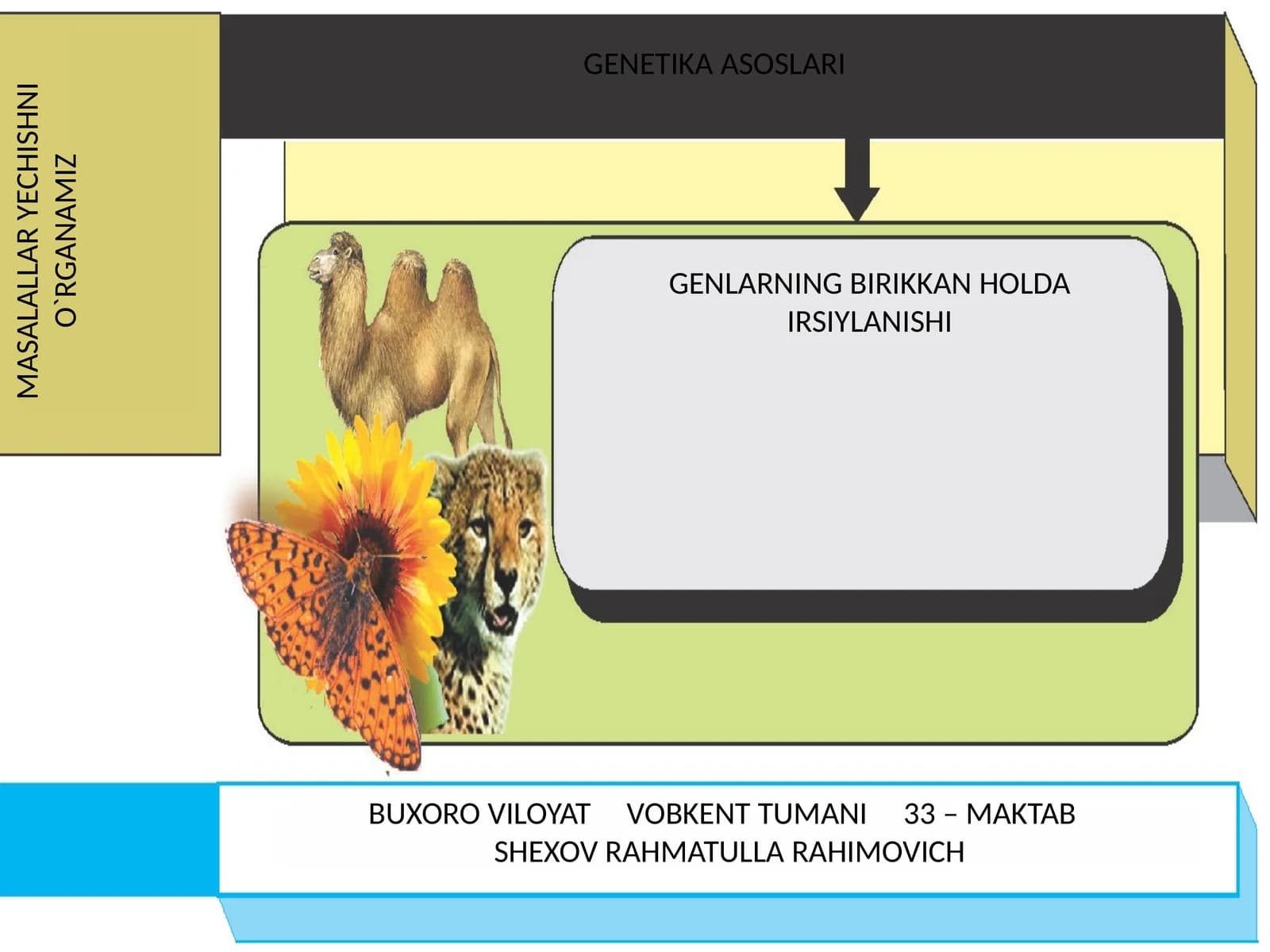 GENETIKA ASOSLARI MASALALLAR YECHISHNI O`RGANAMIZ