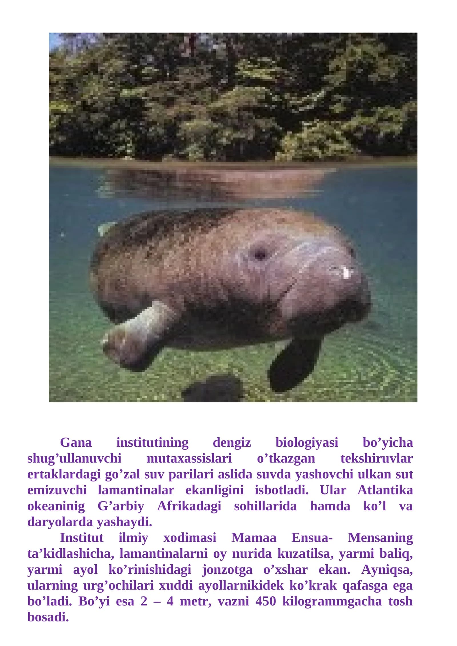 Atlantika okeanidagi lamantinalar