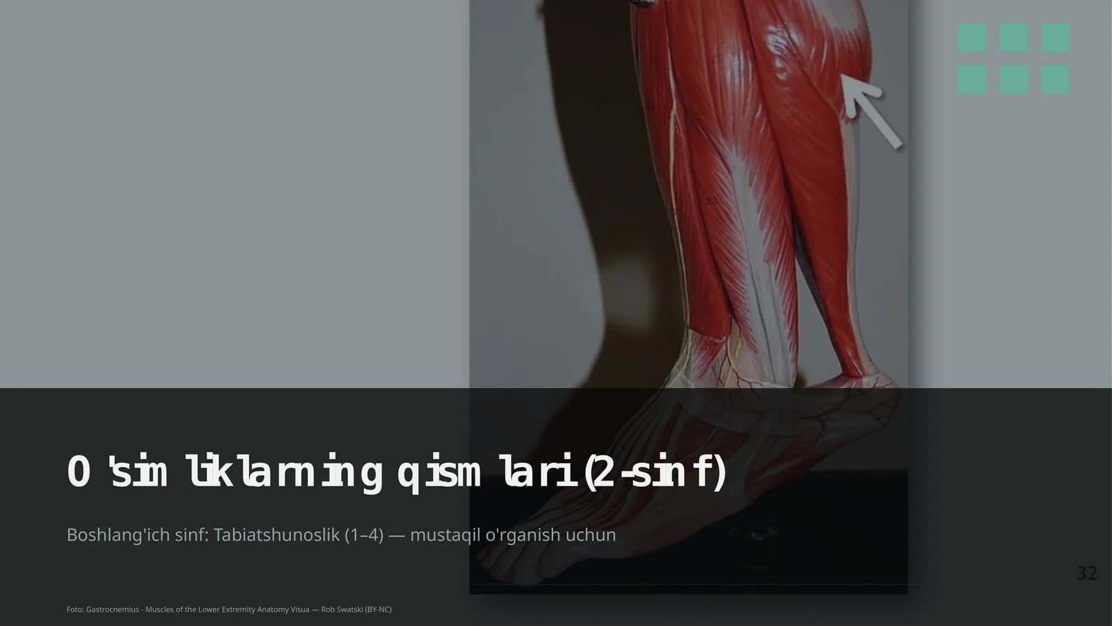 O'simliklarning qismlari (2-sinf)