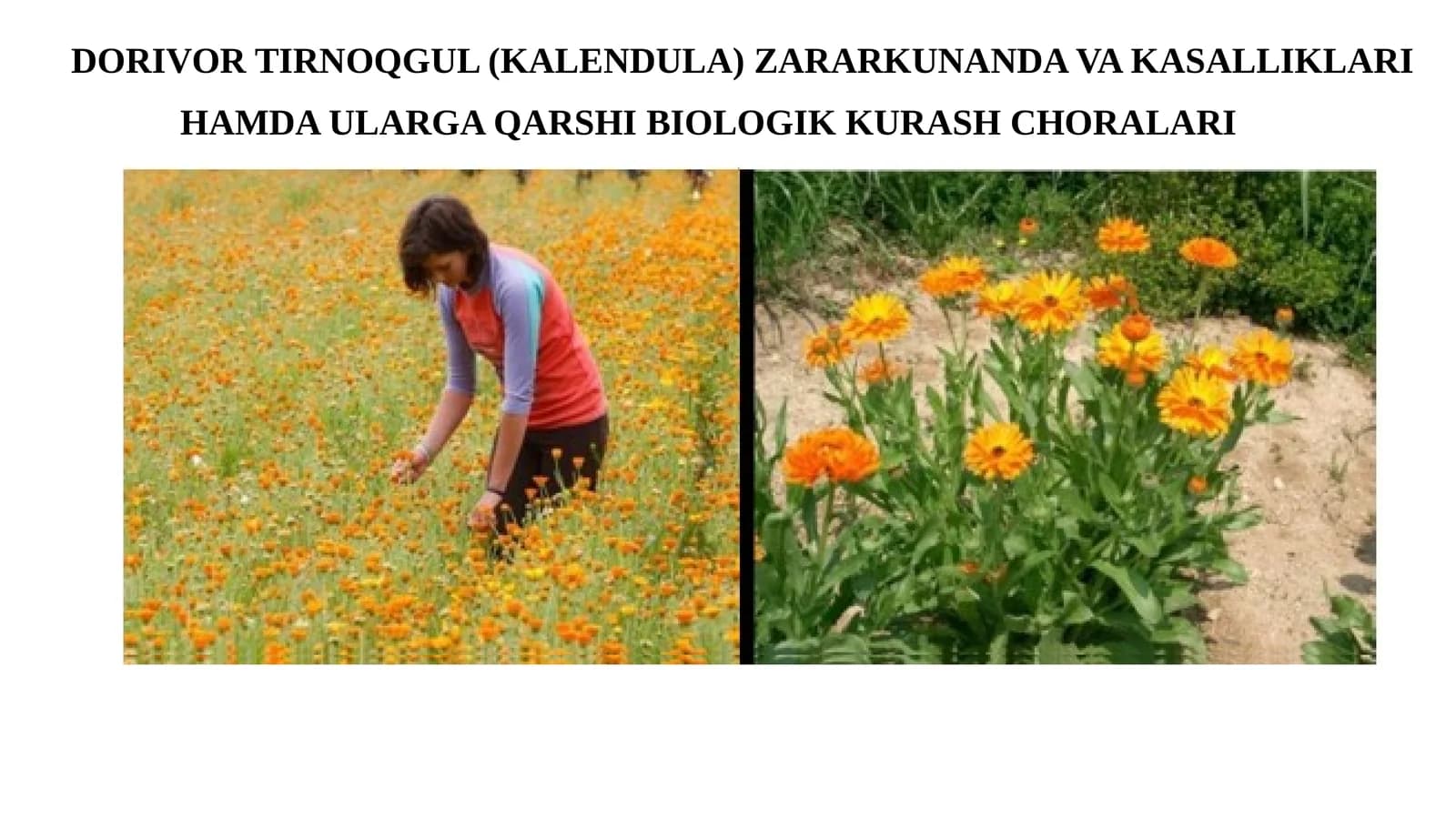 Kalendula ZARARKUNANDA VAKASALLIKLARI