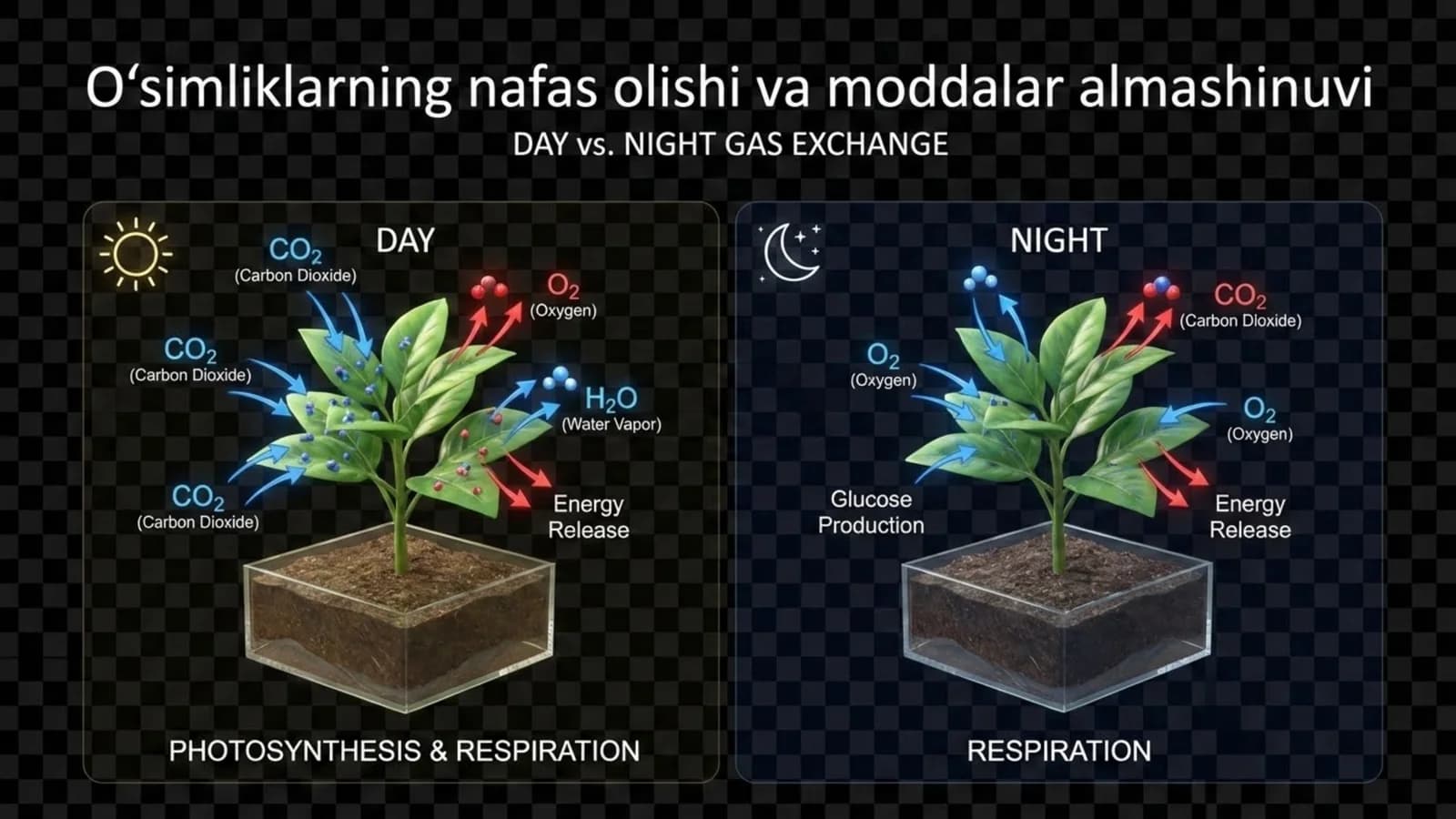 O'simliklarning nafas olishi va moddalar almashinuvi