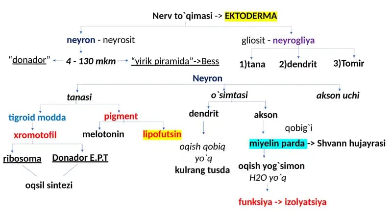 NERV SISTEMASI