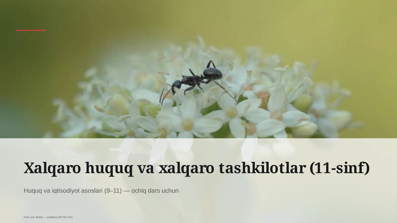 Xalqaro huquq va xalqaro tashkilotlar (11-sinf)