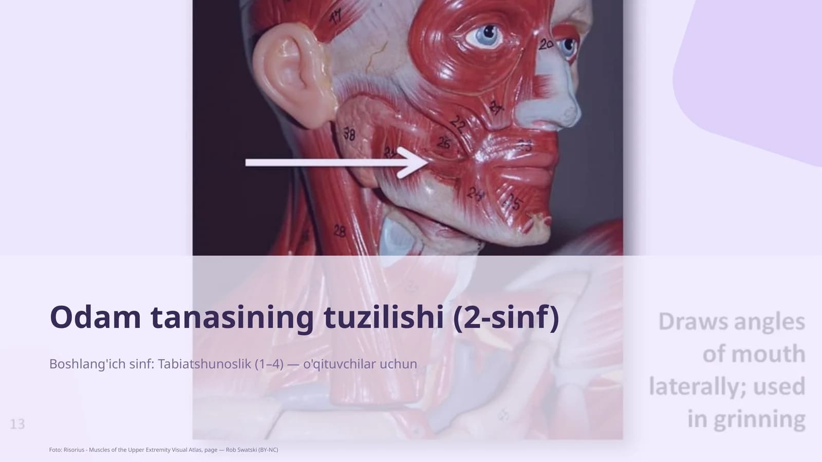 Odam tanasining tuzilishi (2-sinf)