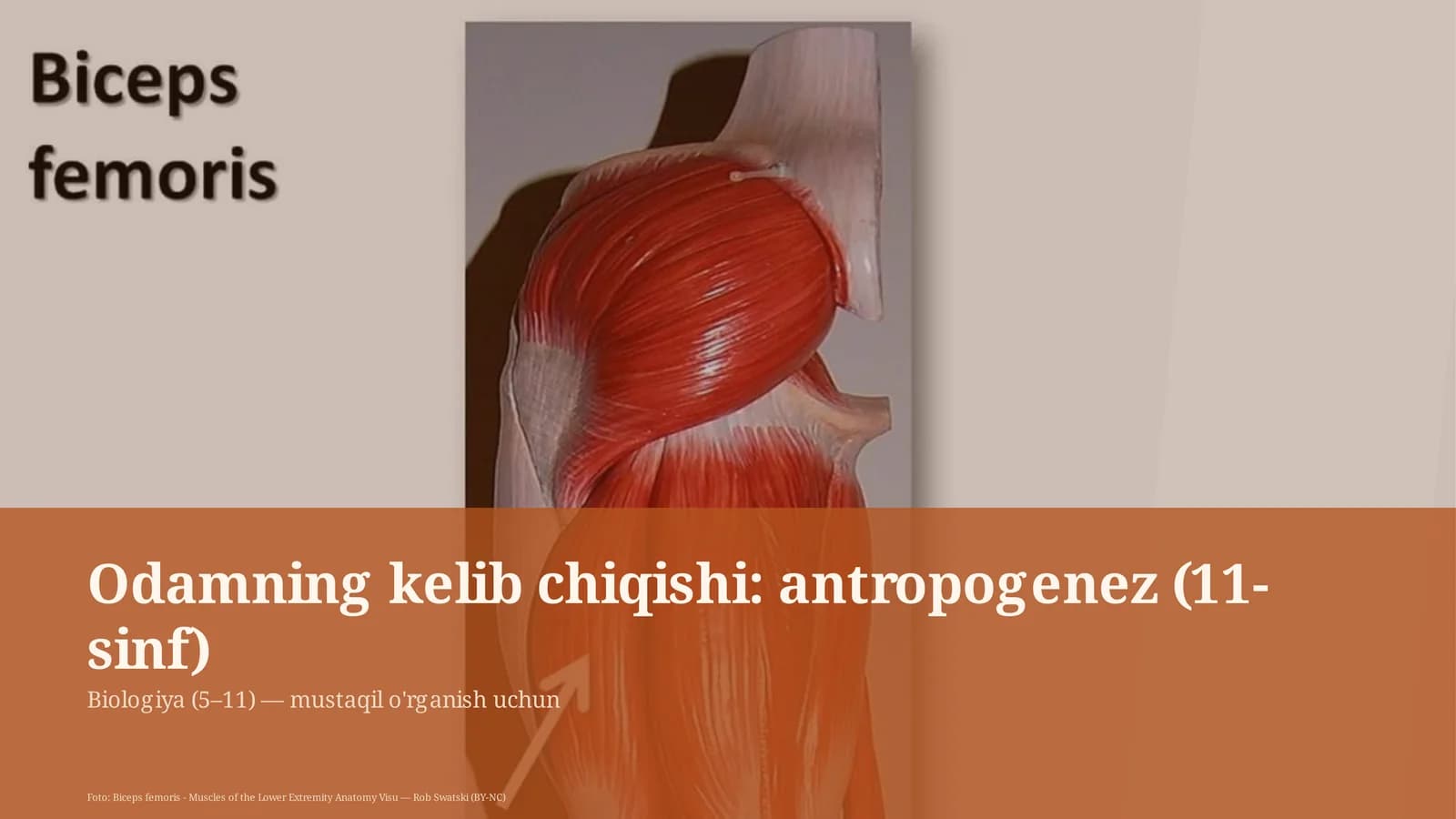 Odamning kelib chiqishi: antropogenez (11-sinf)