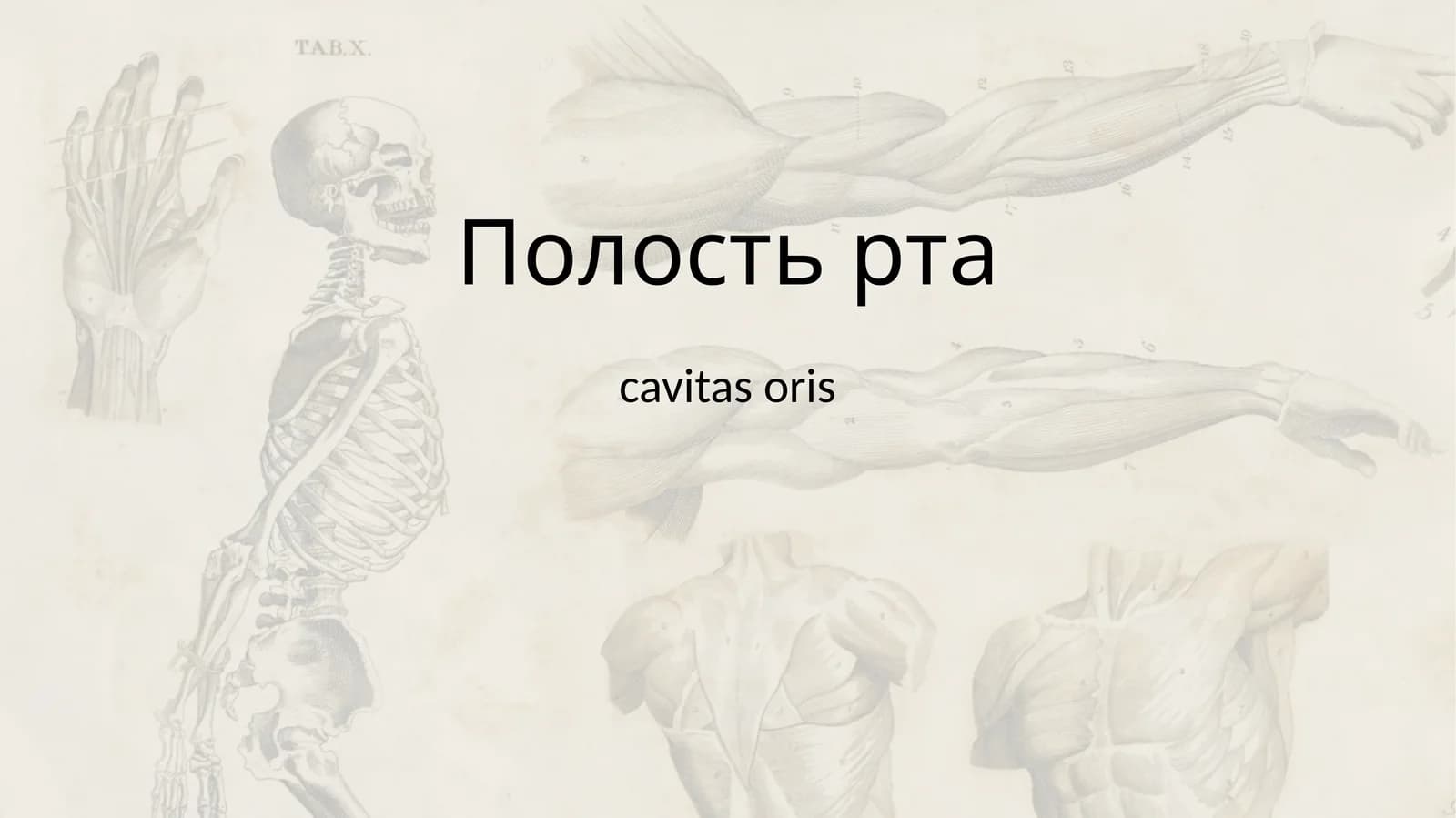 Полостьрта
