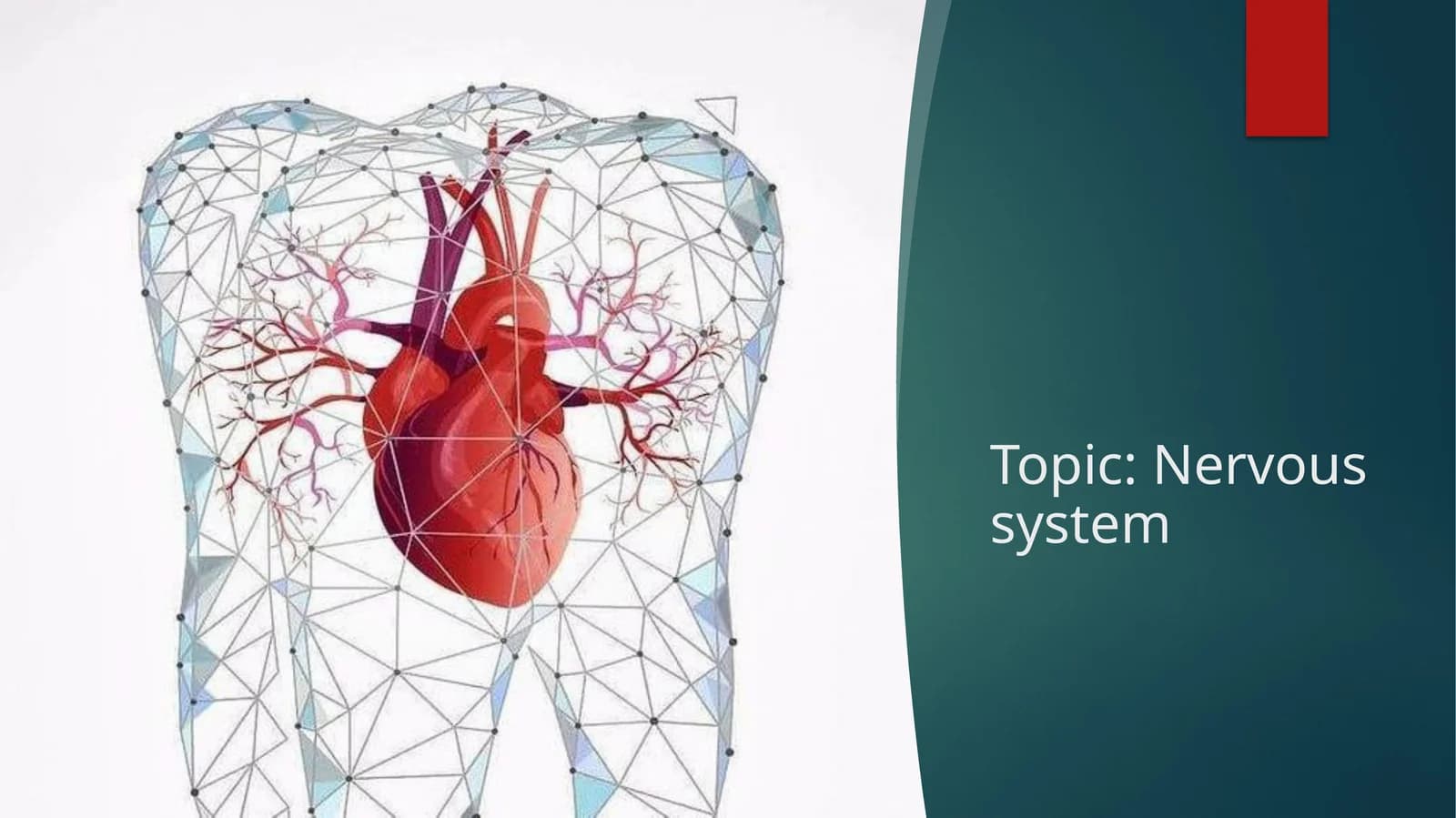 Nervous system