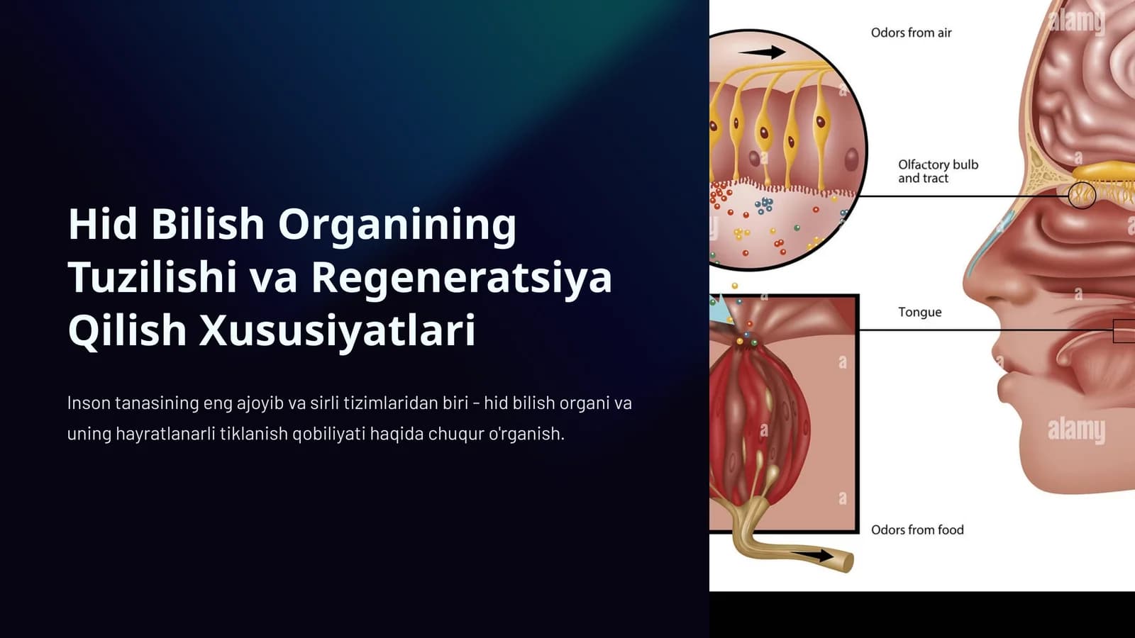 Hid Bilish Organining Tuzilishi va Regeneratsiya Qilish Xususiyatlari