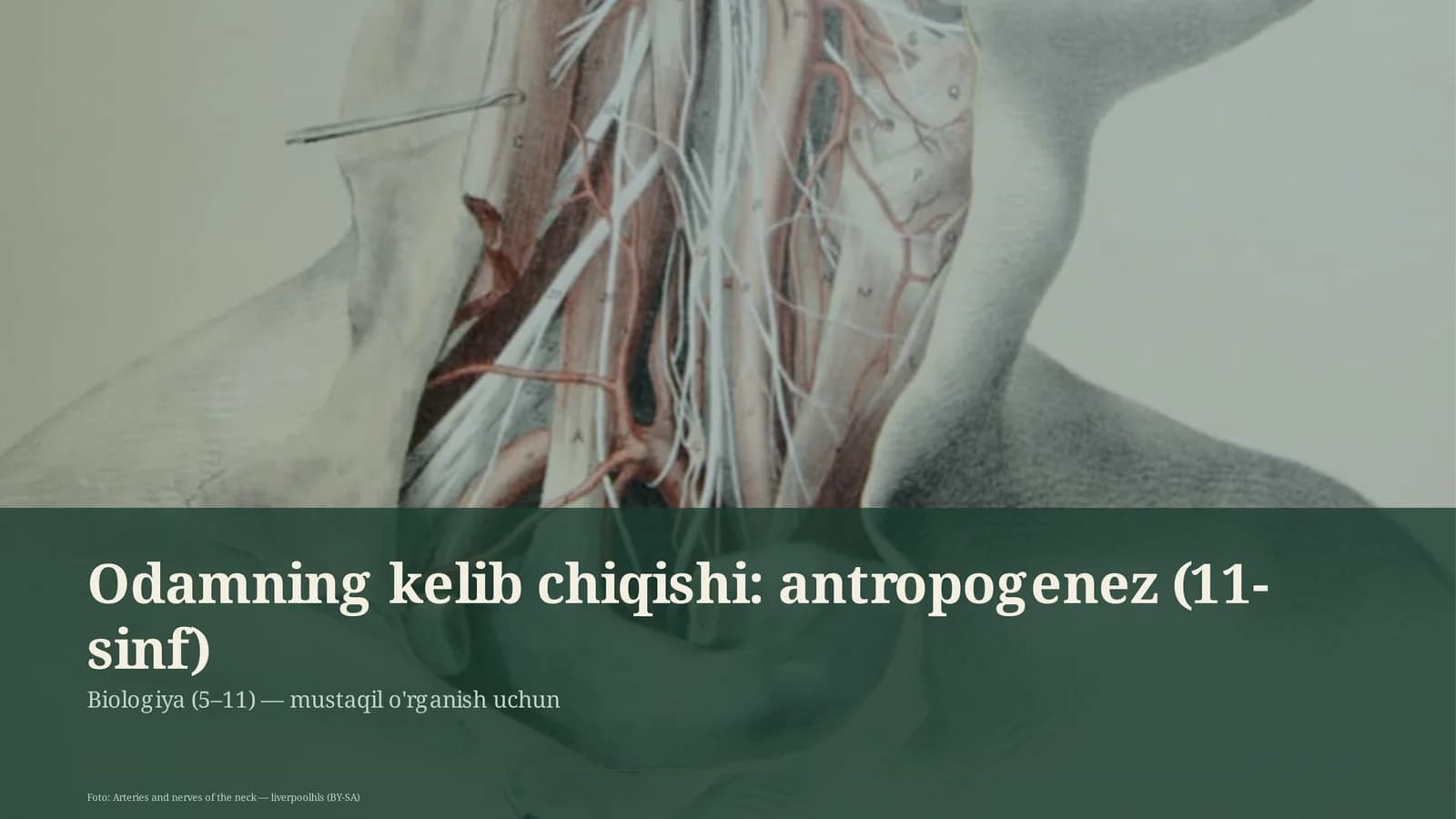 Odamning kelib chiqishi: antropogenez (11-sinf)
