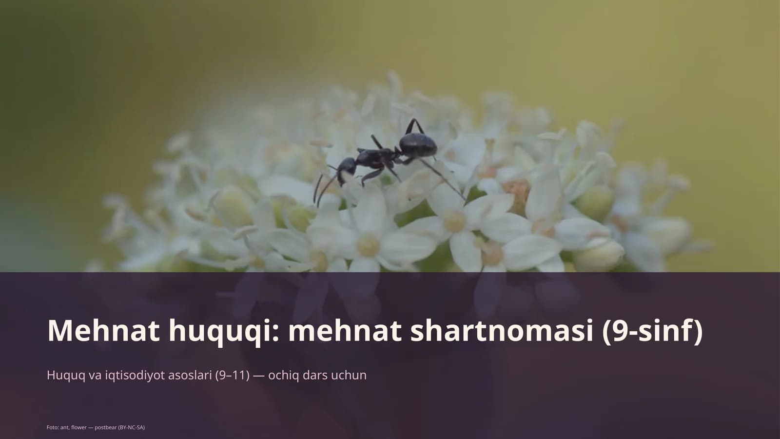 Mehnat huquqi: mehnat shartnomasi (9-sinf)