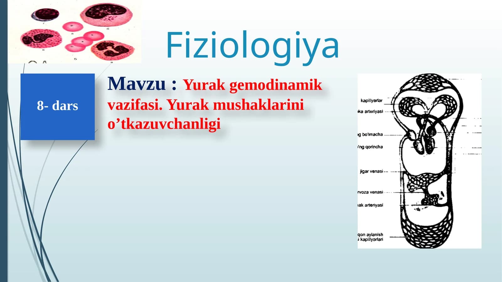 Yurak Qon-Tomirlar Fiziologiyasi