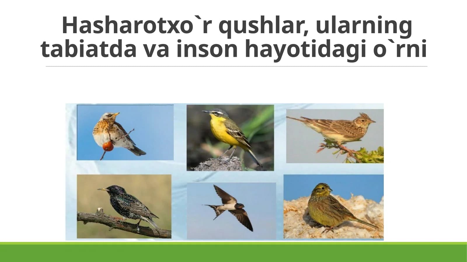 Hasharotxo`r qushlar, ularning tabiatda va inson hayotidagi o`rni