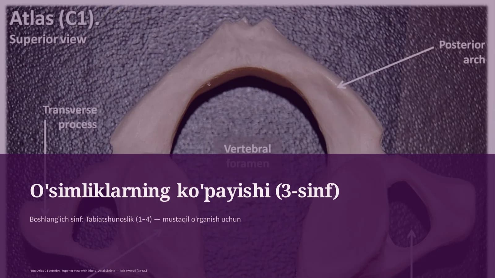 O'simliklarning ko'payishi (3-sinf)